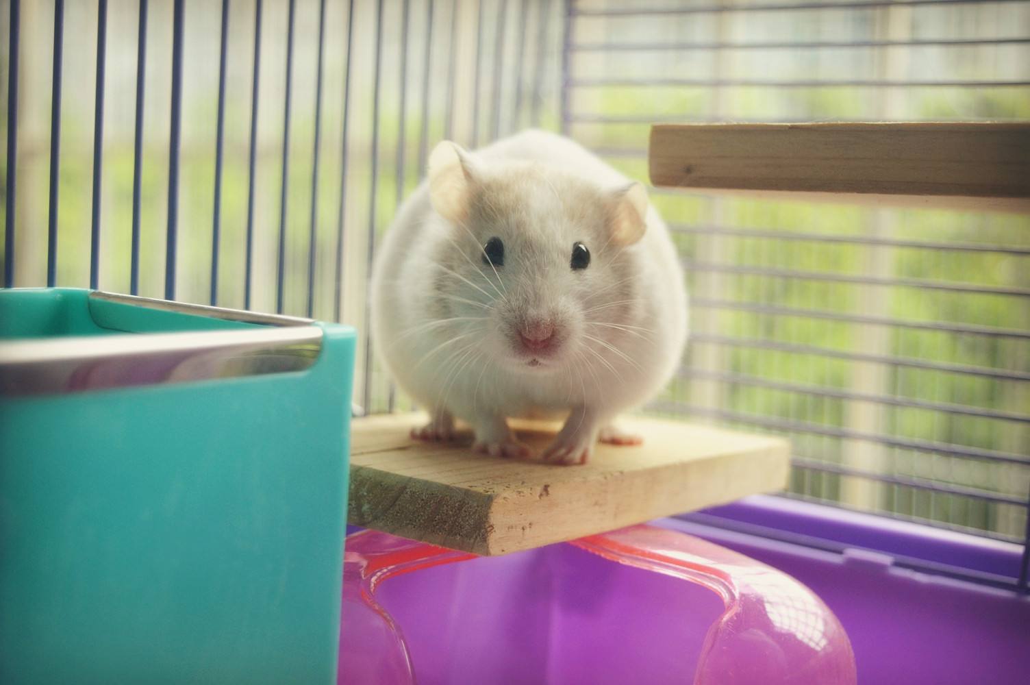 养仓鼠的新手需要注意一些什么,新手养仓鼠需要注意些什么