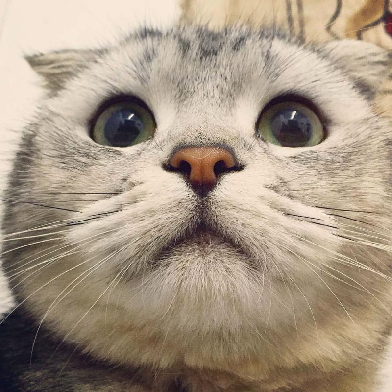 铲屎官必备的猫咪好物,铲屎官该怎么选猫咪产品