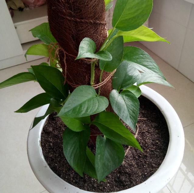 绿萝怎么修剪叶子视频,绿萝的修剪方法和注意事项有哪些