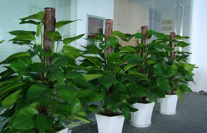 绿萝怎么修剪叶子视频,绿萝的修剪方法和注意事项有哪些