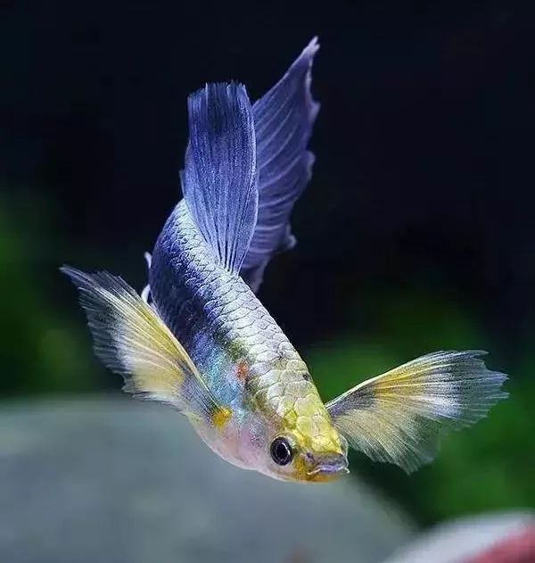 十大最难养的观赏鱼品种,十大名贵淡水观赏鱼排行榜