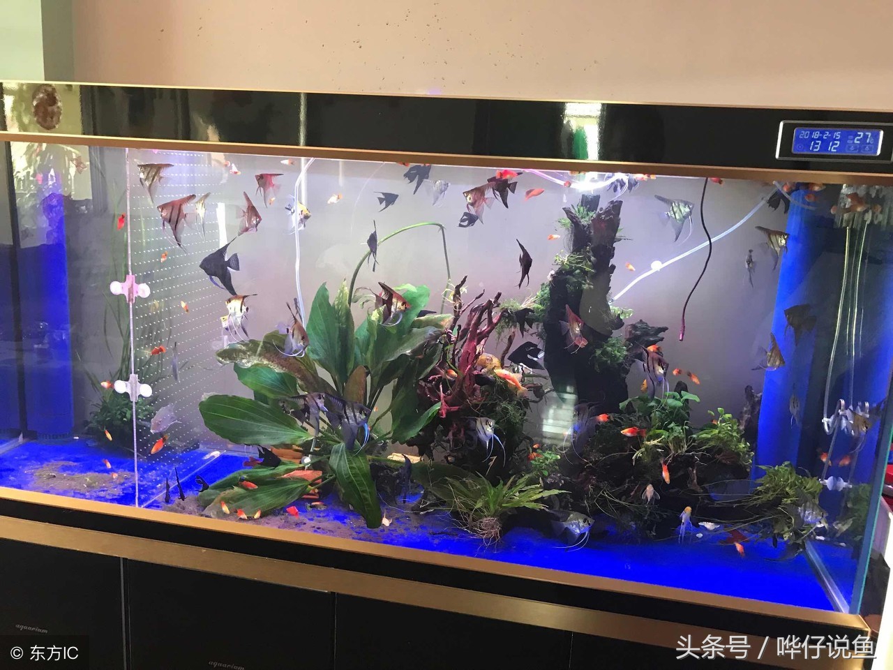 观赏鱼怎么才能养好,养观赏鱼的方法与技巧