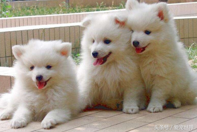 别认错了，它不是博美也不是萨摩耶