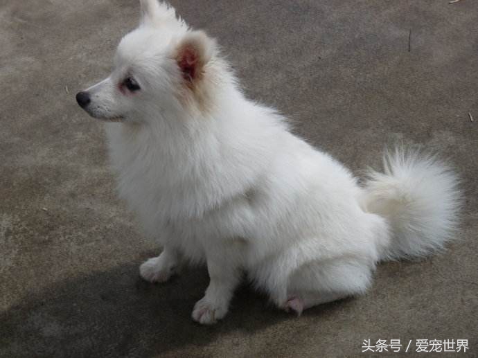 别认错了，它不是博美也不是萨摩耶