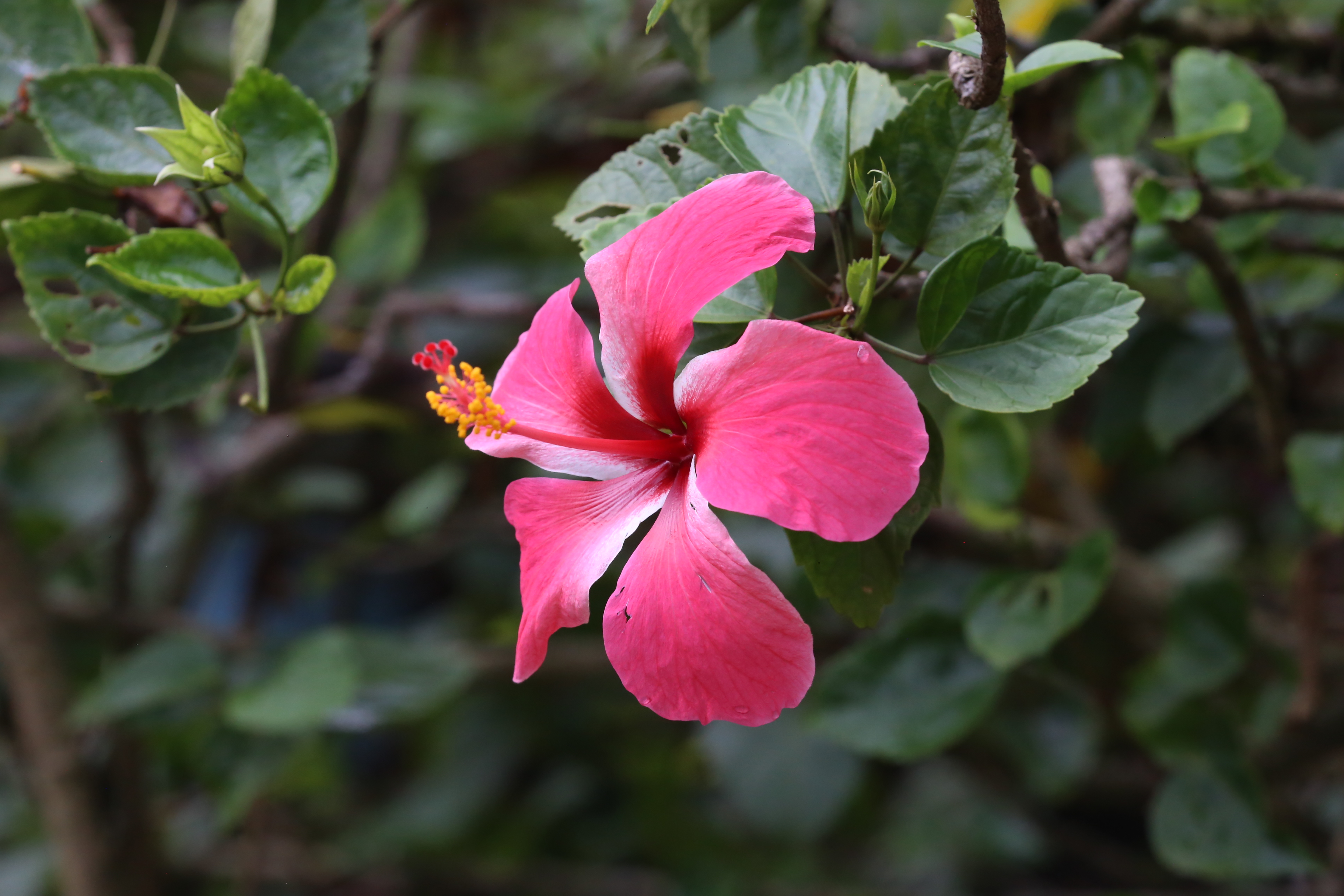 曼掌村，体验原汁原味的傣家风情