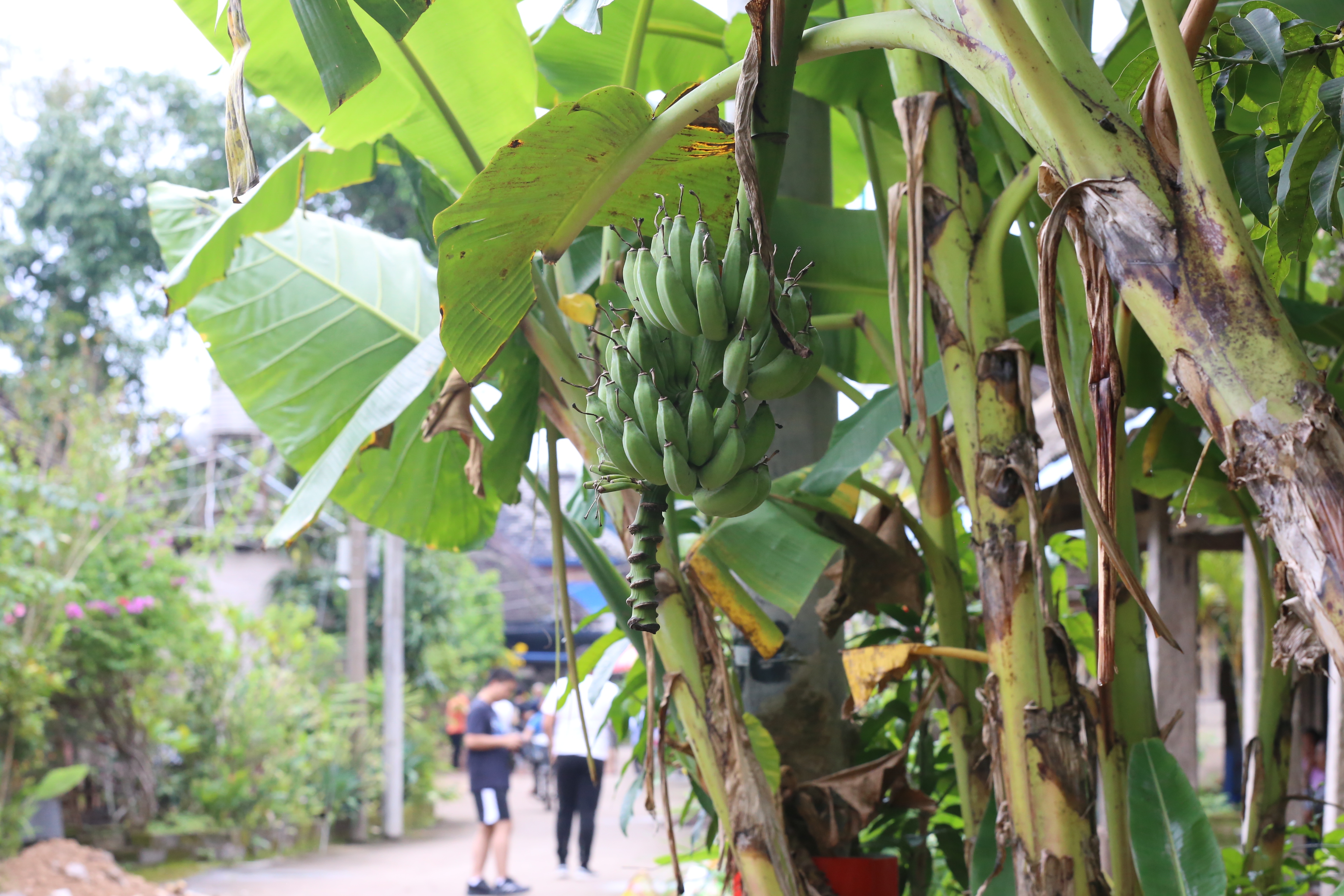 曼掌村，体验原汁原味的傣家风情