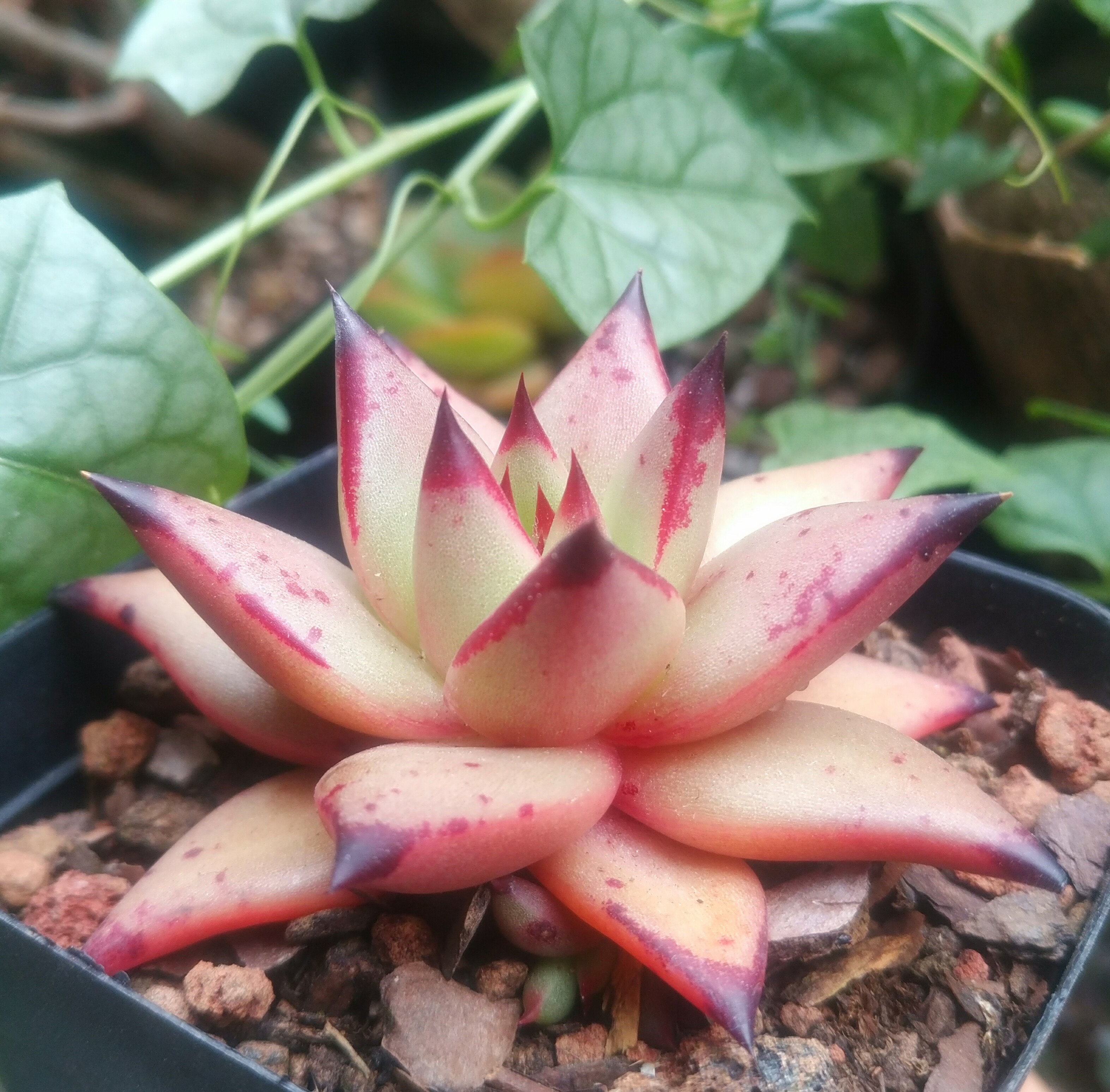 慢生活轻小说免费阅读,慢生活轻小说全集