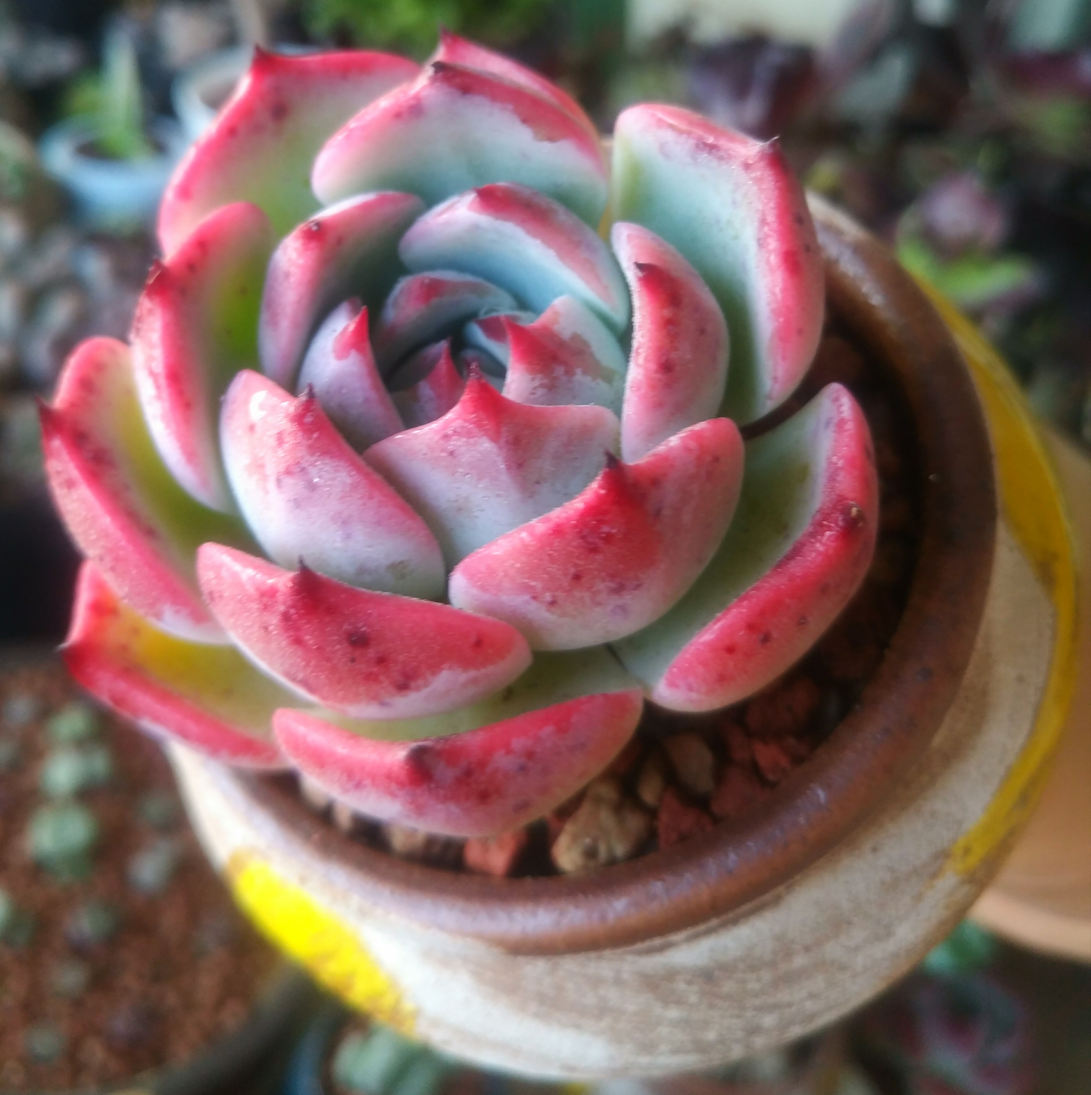 慢生活轻小说免费阅读,慢生活轻小说全集