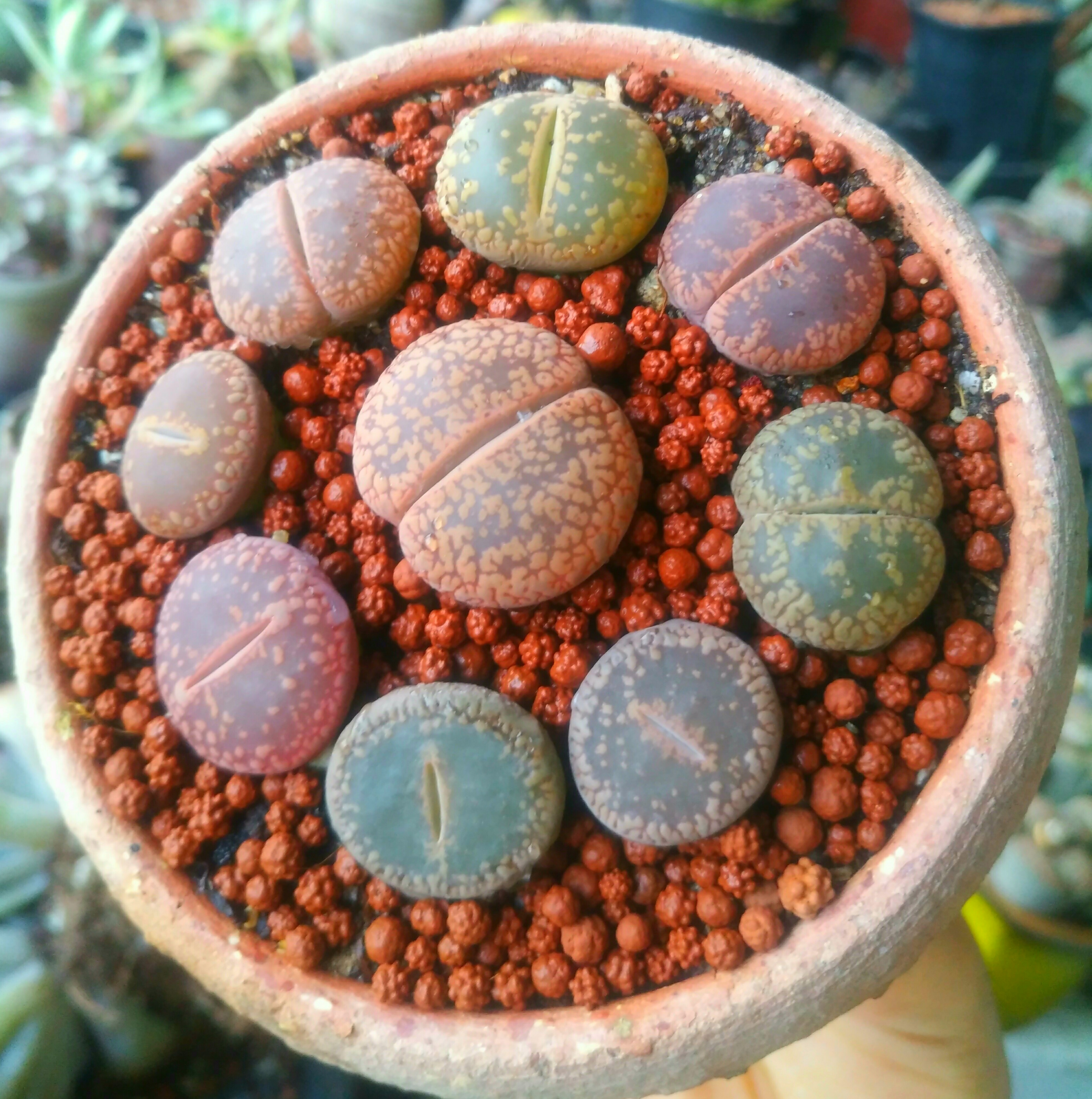 慢生活轻小说免费阅读,慢生活轻小说全集