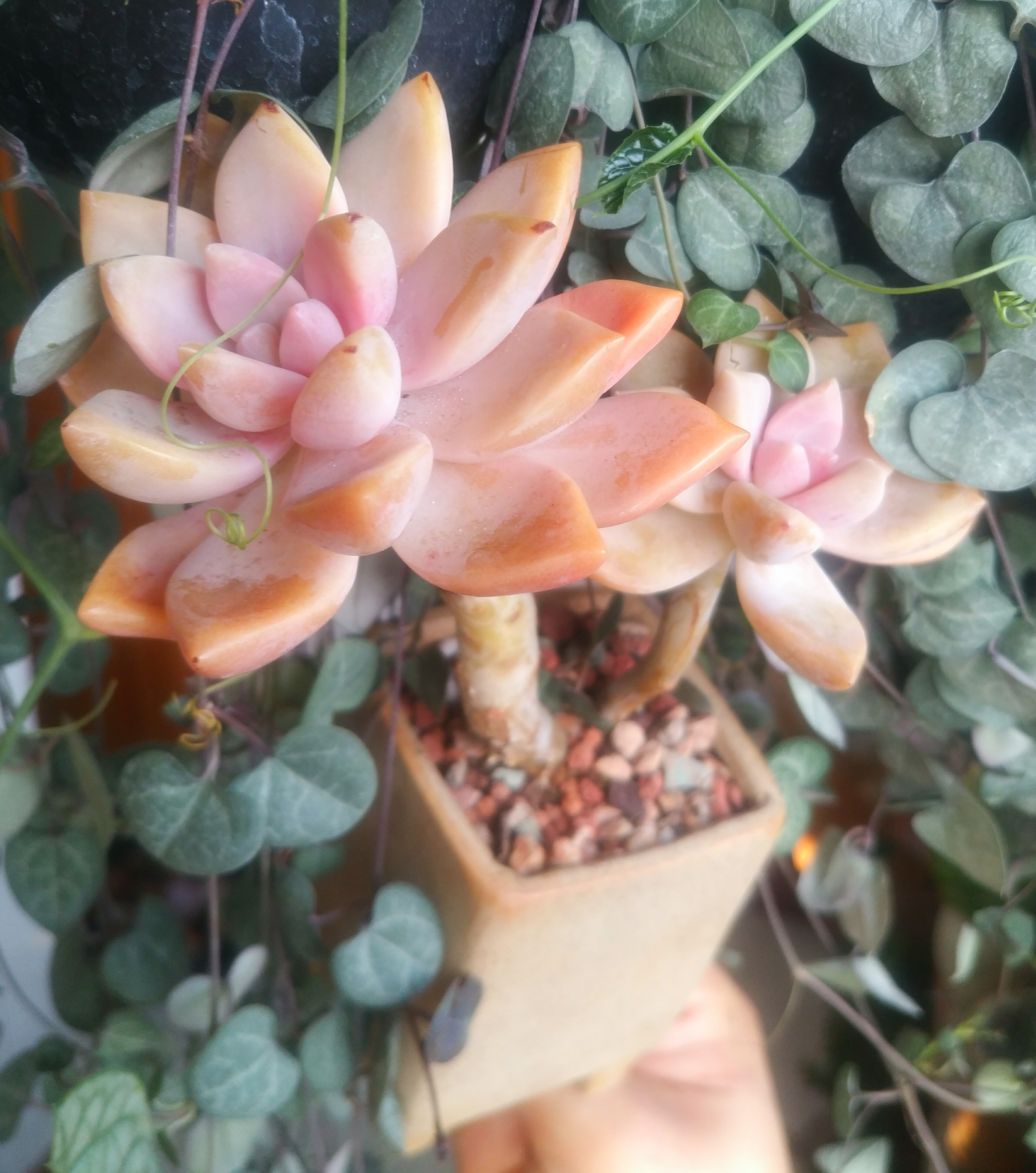 慢生活轻小说免费阅读,慢生活轻小说全集