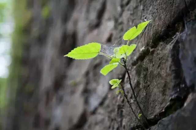 适合qq签名的句子,适合作为qq个性签名的句子