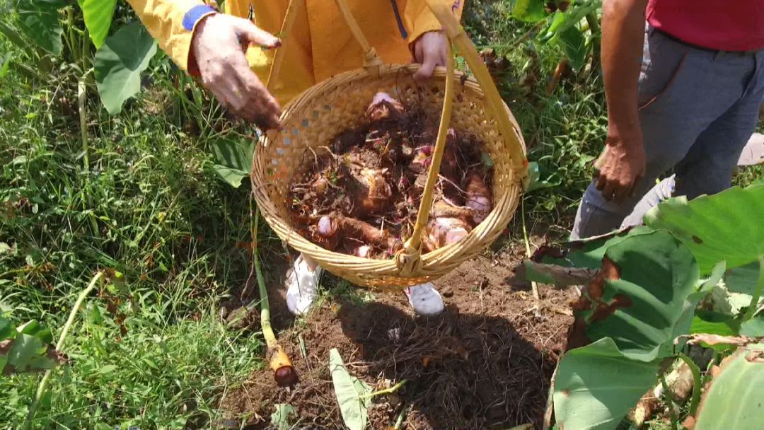 闈掔敯鏃呮父蹇呭幓鍗佸ぇ鏅偣,闈掔敯鏃呮父鍗佸ぇ蹇呭幓鏅偣