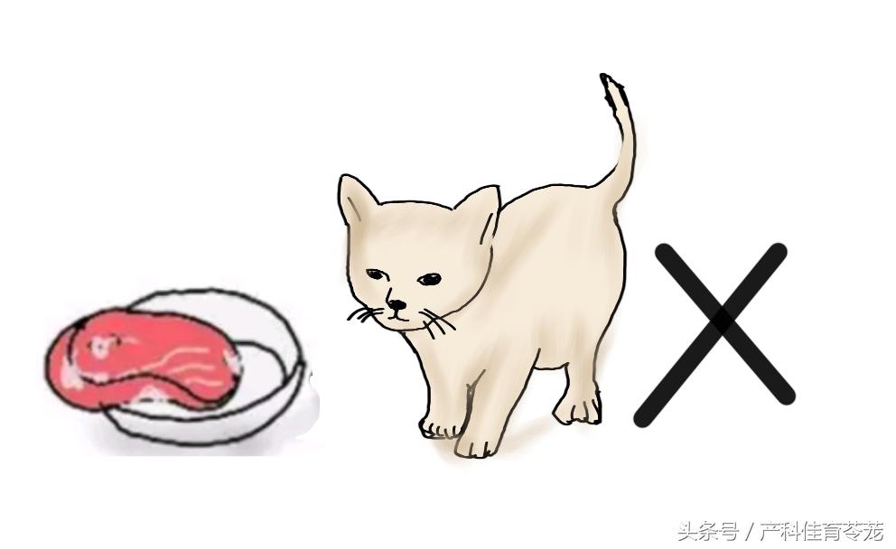 弓形虫的生活史及防治措施,弓形虫无药可治吗