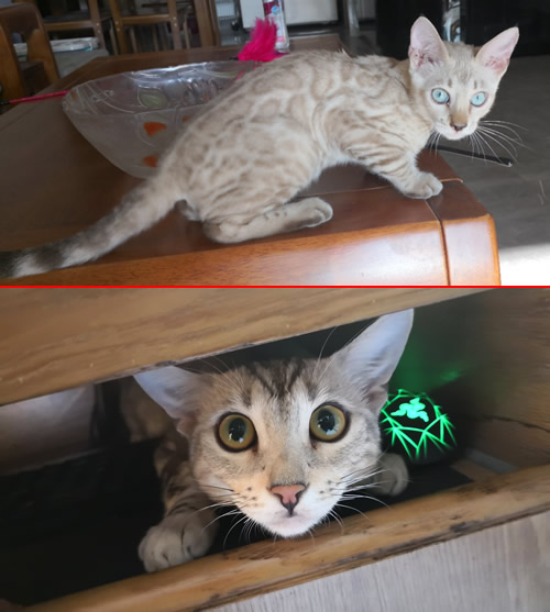 阿肉解说视频大全,阿肉解说海贼王