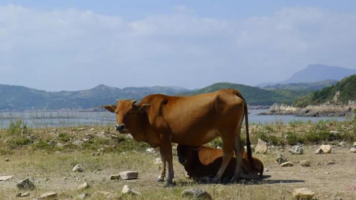 苍南海岛,温州苍南海岛