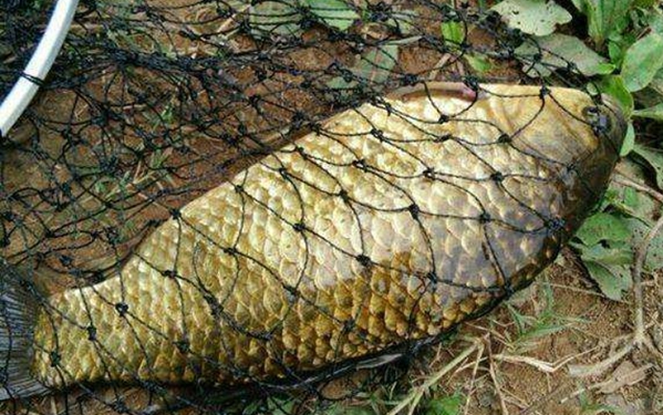 野钓鲫鱼拉饵一包搞定,野钓鲫鱼公认最强饵料贵一点的