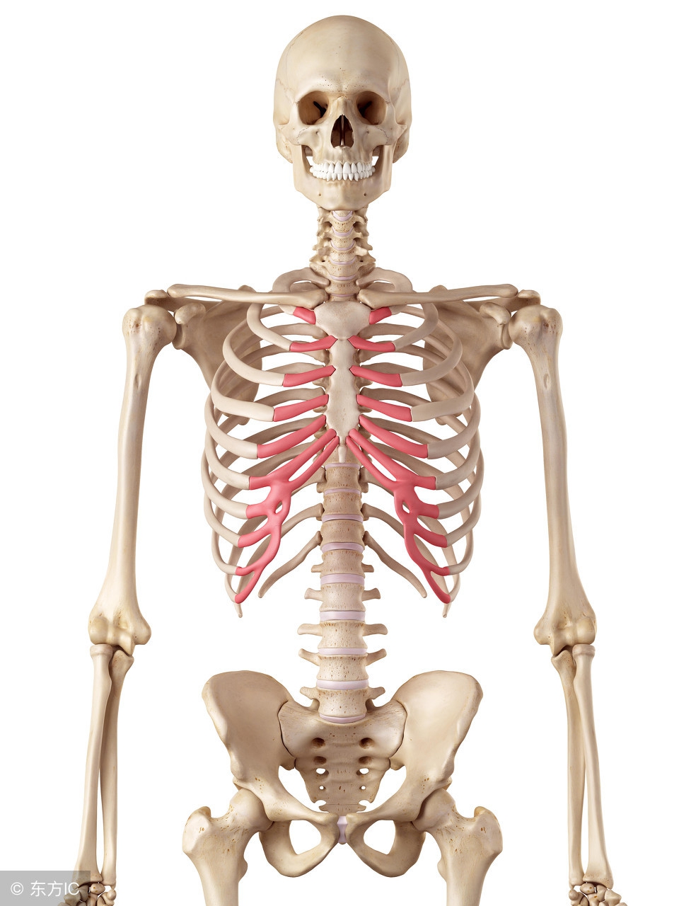 胸痛呼吸都痛是什么原因,胸痛是怎么回事连呼吸都痛