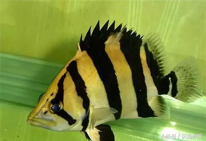 三种鱼能混养的原因有哪些,为什么不能与四种鱼混养