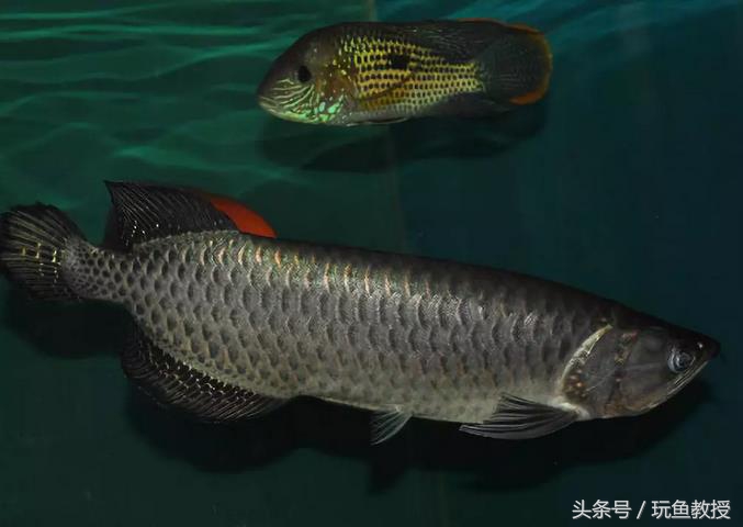 三种鱼能混养的原因有哪些,为什么不能与四种鱼混养