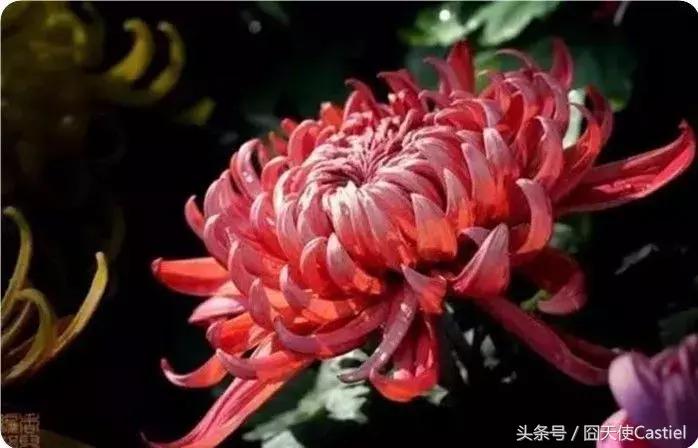 精美菊花100幅,100幅菊花国画简单