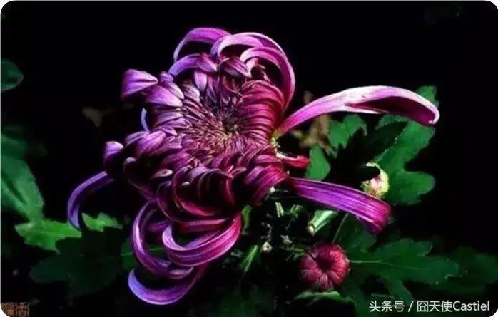 精美菊花100幅,100幅菊花国画简单