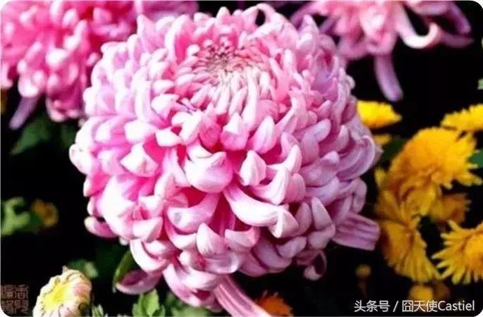 精美菊花100幅,100幅菊花国画简单