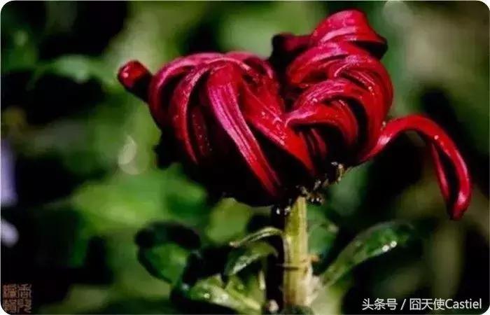 精美菊花100幅,100幅菊花国画简单