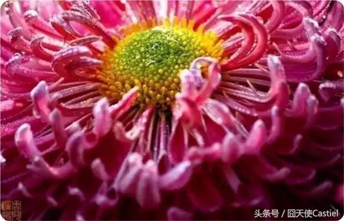 精美菊花100幅,100幅菊花国画简单