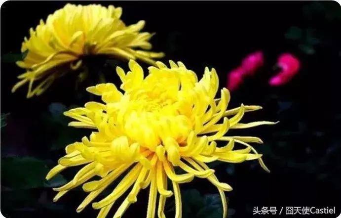 精美菊花100幅,100幅菊花国画简单