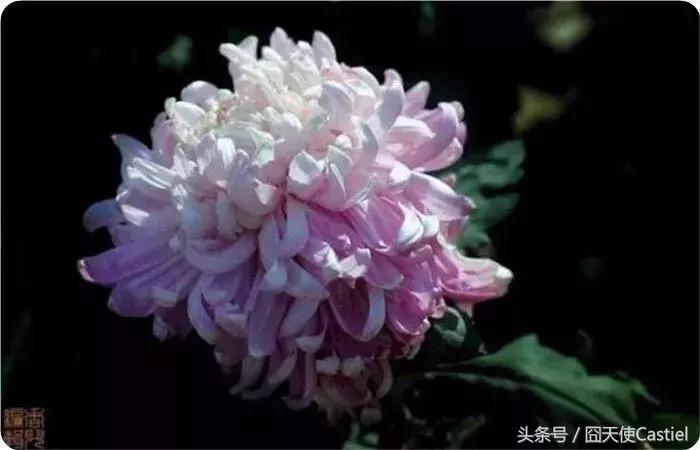 精美菊花100幅,100幅菊花国画简单