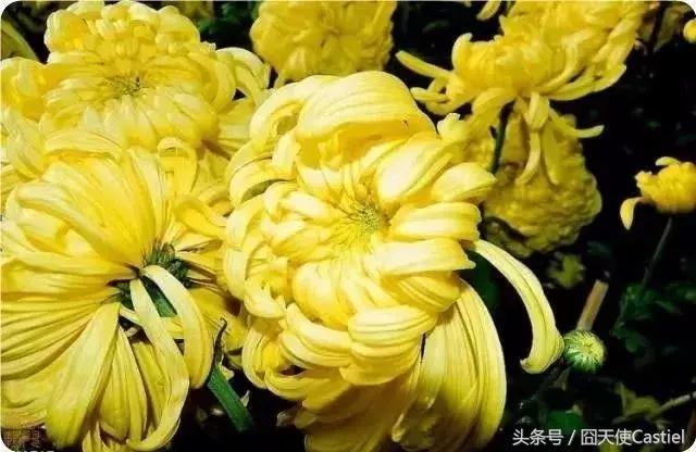 精美菊花100幅,100幅菊花国画简单