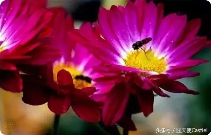 精美菊花100幅,100幅菊花国画简单