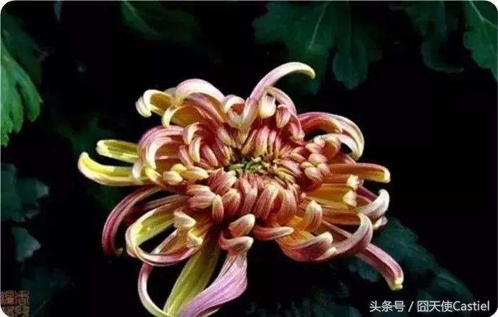 精美菊花100幅,100幅菊花国画简单