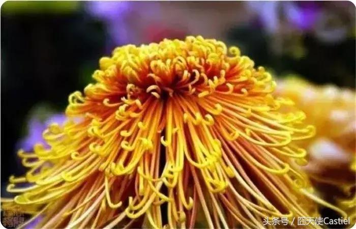 精美菊花100幅,100幅菊花国画简单