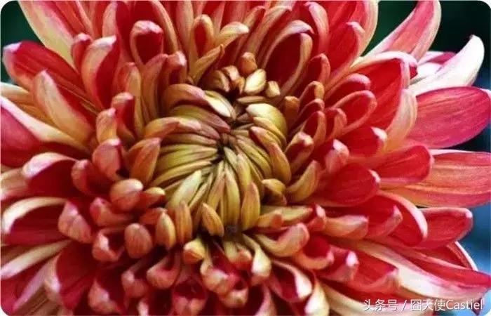 精美菊花100幅,100幅菊花国画简单