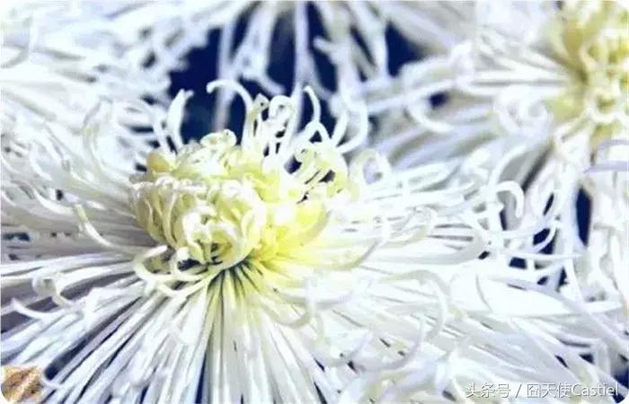 精美菊花100幅,100幅菊花国画简单