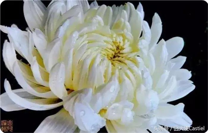 精美菊花100幅,100幅菊花国画简单