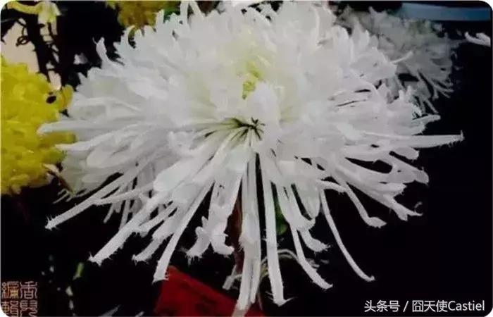 精美菊花100幅,100幅菊花国画简单