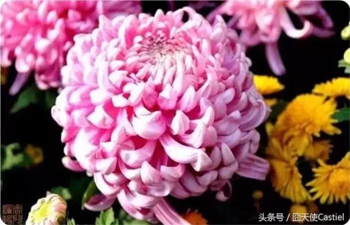 精美菊花100幅,100幅菊花国画简单