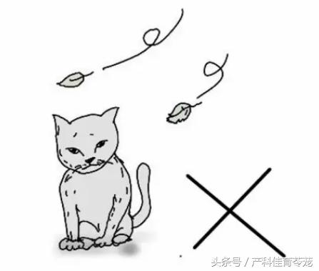 弓形虫的生活史及防治措施,弓形虫无药可治吗