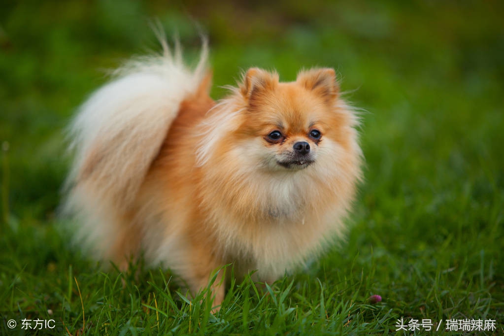 宠物狗真菌感染什么症状,宠物狗真菌感染治疗方法