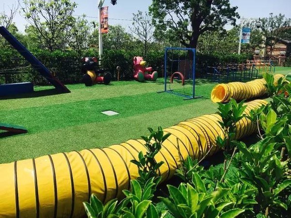 适合带着去旅行的宠物,宠物旅行攻略如何带宠物出门旅游