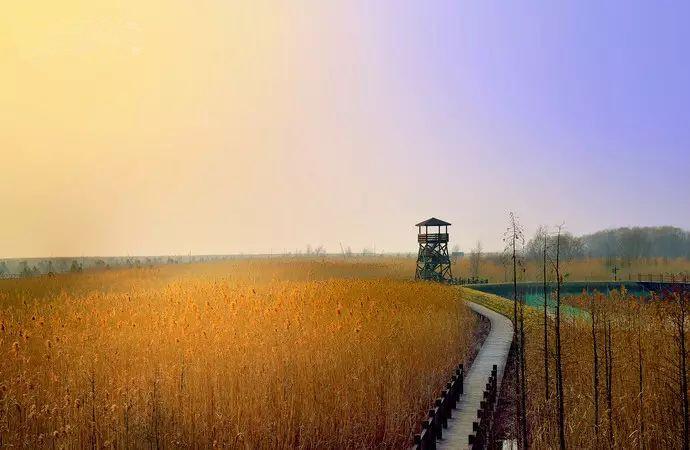 适合带着去旅行的宠物,宠物旅行攻略如何带宠物出门旅游