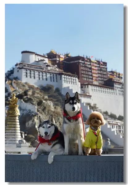 适合带着去旅行的宠物,宠物旅行攻略如何带宠物出门旅游