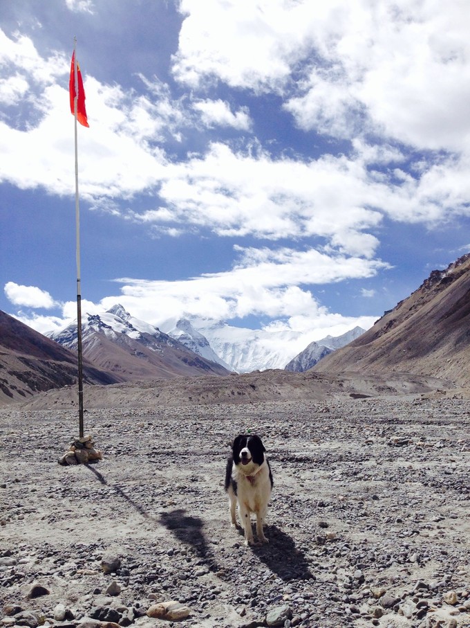 适合带着去旅行的宠物,宠物旅行攻略如何带宠物出门旅游