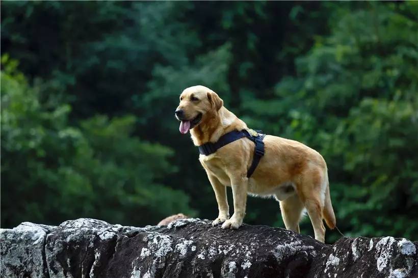 适合带着去旅行的宠物,宠物旅行攻略如何带宠物出门旅游