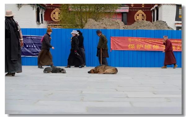 适合带着去旅行的宠物,宠物旅行攻略如何带宠物出门旅游