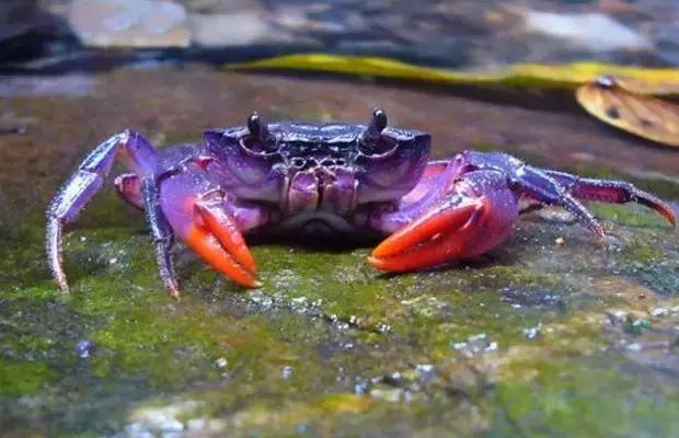 亲水驳岸景观设计,生态河道景观设计