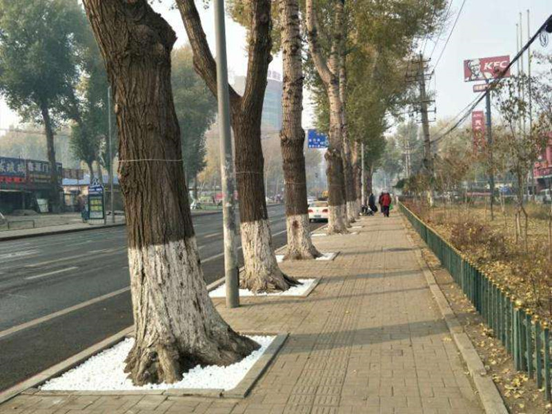 树木快枯死时的表现,树木长叶后死亡