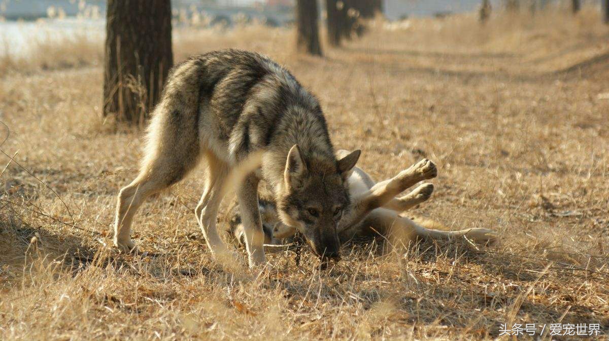 世界上最昂贵的3只狗,世界上最贵的狗有500万